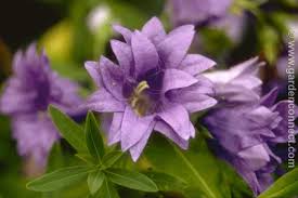 Attēlu rezultāti vaicājumam “Campanula trachelium flower”