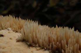 Attēlu rezultāti vaicājumam “Hydnocristella himantia”