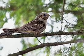 Attēlu rezultāti vaicājumam “Caprimulgus europaeus”