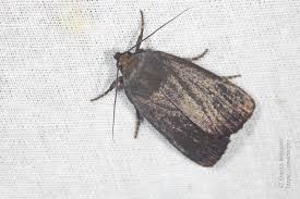 Attēlu rezultāti vaicājumam “Amphipyra livida”