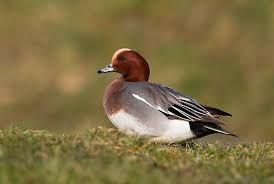 Attēlu rezultāti vaicājumam “Anas penelope”