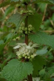 Attēlu rezultāti vaicājumam “Lamium album”