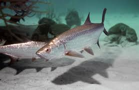 Image result for Megalops atlanticus