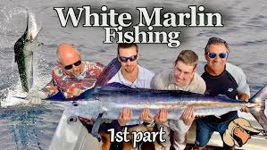 Image result for Kajikia albida