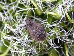 Attēlu rezultāti vaicājumam “Acalypta carinata”