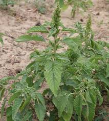 Attēlu rezultāti vaicājumam “Amaranthus retroflexus leaf”
