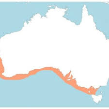 Image result for Furgaleus macki