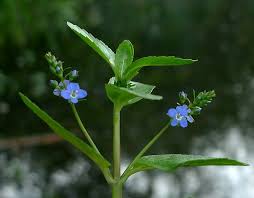 Attēlu rezultāti vaicājumam “Veronica beccabunga bud”