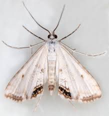 Attēlu rezultāti vaicājumam “Cataclysta lemnata”