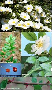 Attēlu rezultāti vaicājumam “Rosaceae”