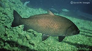 Image result for Ictiobus niger