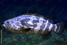 Image result for Epinephelus itajara