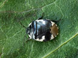 Attēlu rezultāti vaicājumam “Tritomegas bicolor”