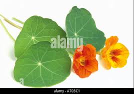 Attēlu rezultāti vaicājumam “Tropaeolum majus fruit”