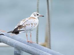 Attēlu rezultāti vaicājumam “Larus ridibundus juvenile”