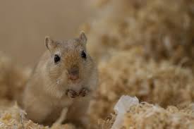 Image result for Gerbil