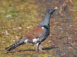 Attēlu rezultāti vaicājumam “Tetrao urogallus male”
