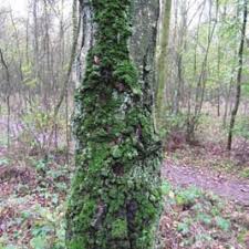 Attēlu rezultāti vaicājumam “Diderma chondrioderma”