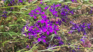 Attēlu rezultāti vaicājumam “Consolida regalis leaf”