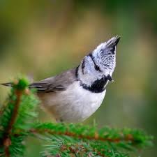 Attēlu rezultāti vaicājumam “Lophophanes cristatus”