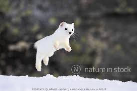 Attēlu rezultāti vaicājumam “Mustela erminea”