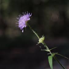 Image result for Knautia dipsacifolia