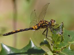 Attēlu rezultāti vaicājumam “Leucorrhinia dubia male”