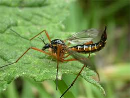 Attēlu rezultāti vaicājumam “Ctenicera pectinicornis male”