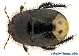 Attēlu rezultāti vaicājumam “Cydnidae”