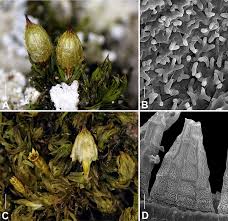 Attēlu rezultāti vaicājumam “Orthotrichum pumilum”