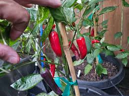 Afbeeldingsresultaat voor biker billy jalapeno hot pepper