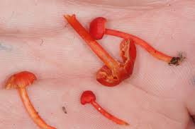 Attēlu rezultāti vaicājumam “Hygrocybe cantharellus”