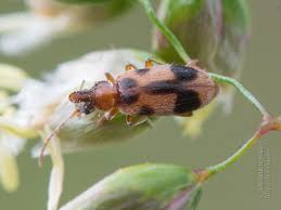 Attēlu rezultāti vaicājumam “Notoxus monoceros”