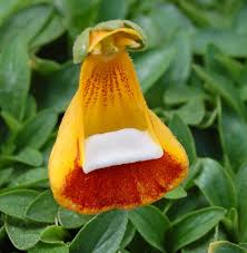 Image result for Calceolaria