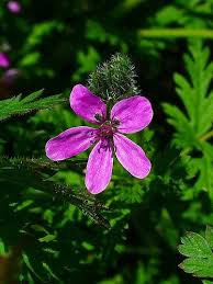 Attēlu rezultāti vaicājumam “Erodium cicutarium”
