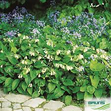 Attēlu rezultāti vaicājumam “Symphytum grandiflorum”