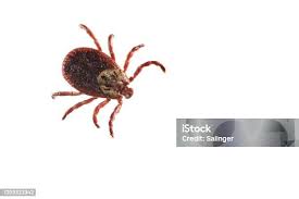 Attēlu rezultāti vaicājumam “Dermacentor reticulatus female”