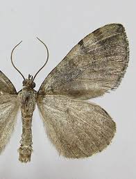 Attēlu rezultāti vaicājumam “Hydriomena furcata”