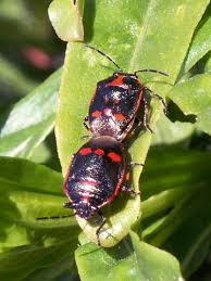 Attēlu rezultāti vaicājumam “Eurydema oleracea imago”