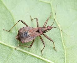 Attēlu rezultāti vaicājumam “Himacerus apterus”