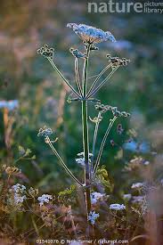 Attēlu rezultāti vaicājumam “Anthriscus sylvestris”