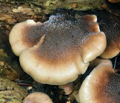 Attēlu rezultāti vaicājumam “Lentinellus ursinus”