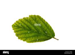 Attēlu rezultāti vaicājumam “Hamamelis vernalis leaf”