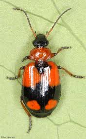 Attēlu rezultāti vaicājumam “Lebia chlorocephala”