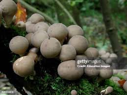 Attēlu rezultāti vaicājumam “Lycoperdon pyriforme”