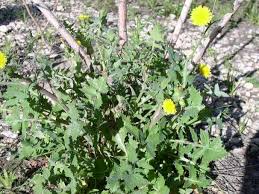 Attēlu rezultāti vaicājumam “Sonchus oleraceus”