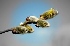 Attēlu rezultāti vaicājumam “Salix caprea male flower”