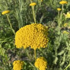 Attēlu rezultāti vaicājumam “Achillea salicifolia leaf”