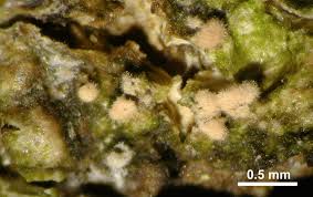 Attēlu rezultāti vaicājumam “Pertusaria albescens”