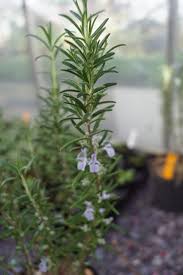 Image result for Rosmarin